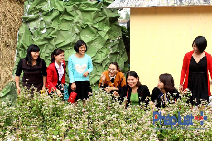 Ngỡ ng&agrave;ng trước vẻ đẹp của hoa tam gi&aacute;c mạch khoe sắc giữa H&agrave; Nội