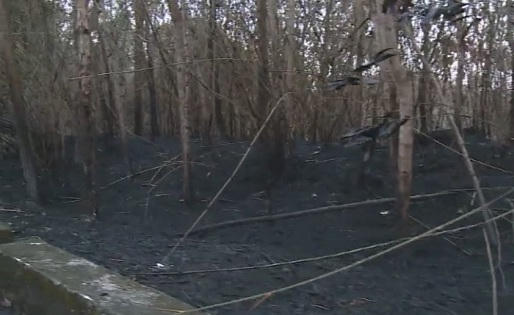 Vụ cháy rừng gây thiệt hại khá lớn.