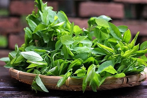 Rau ngót là thực phẩm bổ dưỡng, tuy nhiên các bà bầu cũng cần chú ý khi sử dụng loại thực phẩm này. Ảnh: minh họa