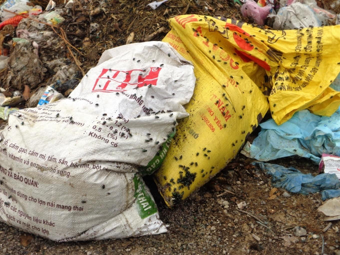 Ruồi nhặng kéo đến, bu quanh bao tải chứa xác lợn chết.