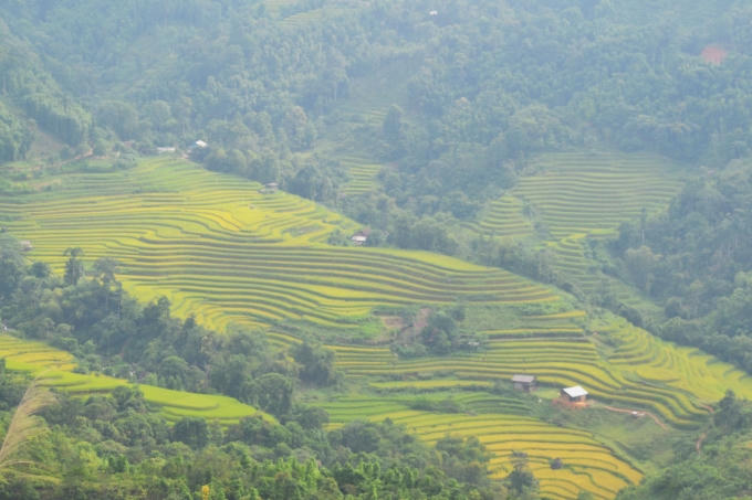Chùm ảnh: Hoàng Su Phì vào mùa cá chép ruộng