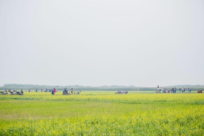 Ngắm sắc v&agrave;ng thắm rực rỡ c&aacute;nh đồng hoa cải Th&aacute;i B&igrave;nh