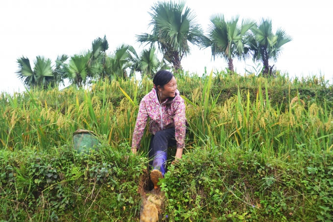 Chùm ảnh: Hoàng Su Phì vào mùa cá chép ruộng
