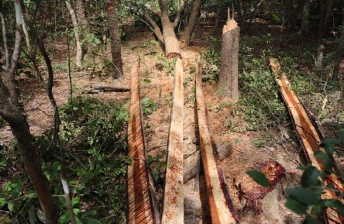Hiện trường vụ việc khai thác gỗ trái phép tại Đắk Lắk.