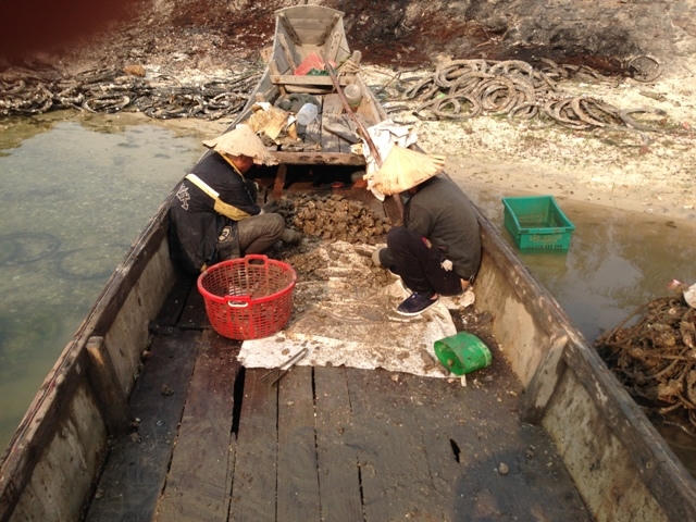 Sau khi thu hoạch hàu, người dân chẻ hàu ngay tại vệ đường, xác hàu đang vứt nhan nhản mép nước, một thời gian bốc mùi hôi thối.