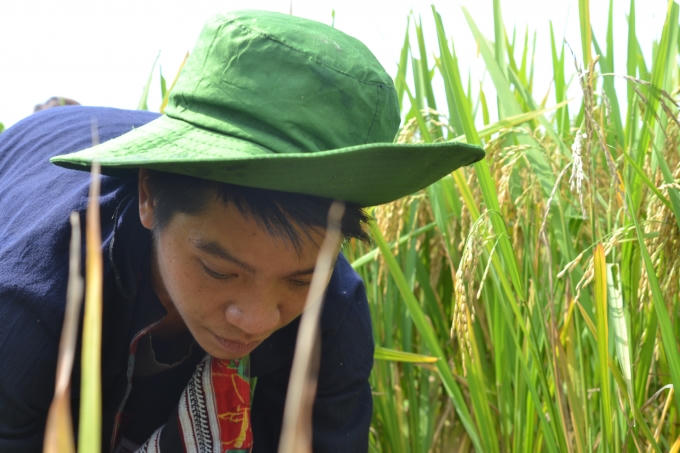 Chùm ảnh: Hoàng Su Phì vào mùa cá chép ruộng