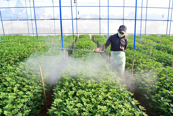 Chuẩn bị hoa Tết tại Đà Lạt