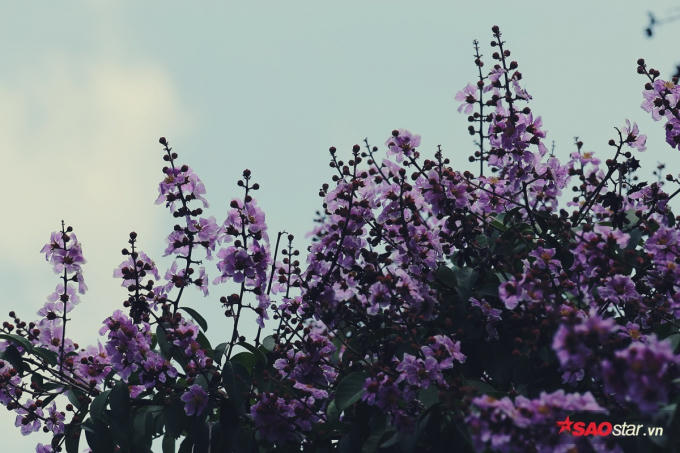 Giữa tháng 5 là khoảng thời gian hoa nở rộ, lá bay biến đi đâu chỉ nhìn thấy toàn hoa.