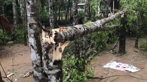 Trên 60 cây dó trầm của các hộ dân ở hương Khê bị đổ gãy.