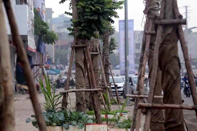 Trên tuyến đường, cầu vượt bắc qua, hệ thống cây xanh được trồng đồng bộ trên vỉa hè. Phần lớn những cây xanh cao khoảng 4-5m, có lá xanh tốt.