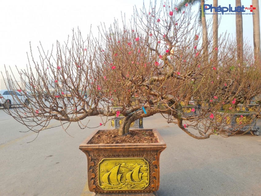 Theo quan sát, nhiều chậu đào đã nở do 2 ngày vừa qua thời tiết ấm hơn, trong khi đó nhiều chậu đào chủ yếu là nụ đang chờ nở đúng dịp.