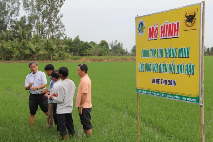 Một mô hình canh tác lúa thông minh ứng phó với biến đổi khí hậu.