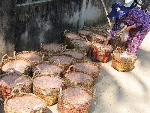 Ngư dân Phú Yên đưa ruốc đi tiêu thụ.