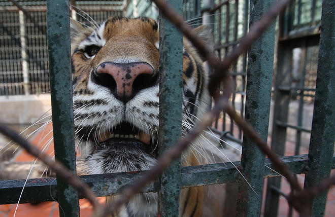 Beo là một trong 36 cá thể hổ Đông Dương đang được chăm sóc tại Trung tâm cứu hộ động vật hoang dã, cùng nhiều động vật khác như gấu, trăn, vượn...