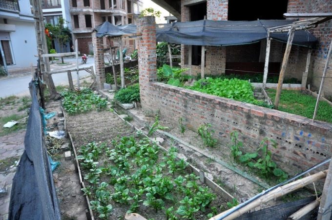 Hầu hết các vỉa hè ở khu đô thị Tân Triều đều được người dân tận dụng quây kín để trồng rau. Thậm chí, bên trong các biệt thự chưa có người ở, người dân cũng đổ đất, căng rào để trồng rau sạch.