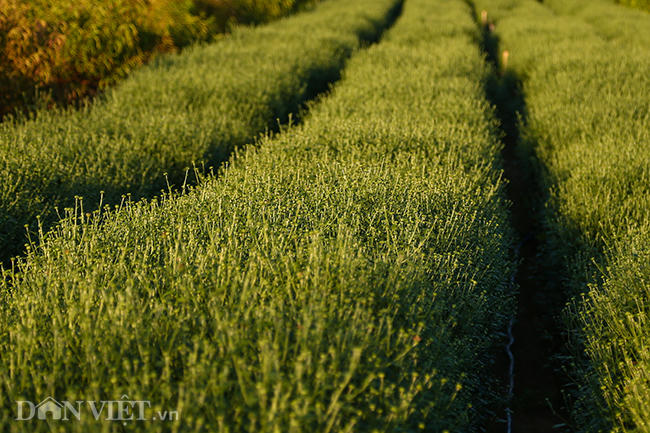 Những nụ hoa hiện mới chỉ là những chấm nhỏ bằng đầu đũa.