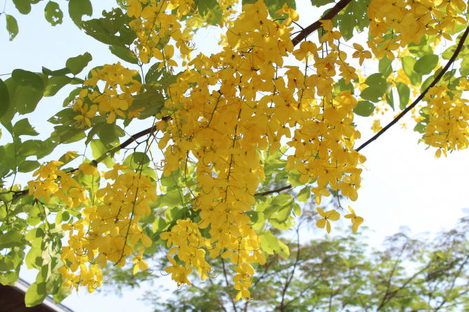 Cụm hoa lớn, nhiều hoa nhưng thưa, cành hoa rủ xuống dài 20–40 cm hoặc có thể hơn.