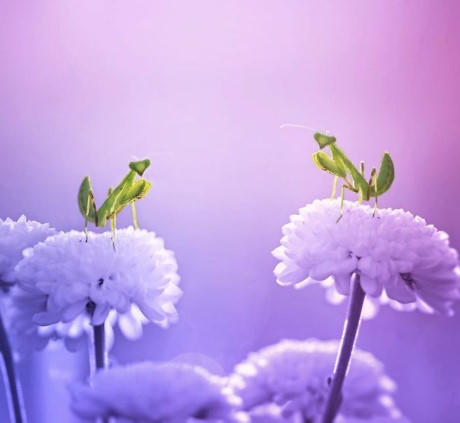Buổi nói chuyện trên những cánh hoa của đôi bọ ngựa phong tình. (Nguồn Bored Panda).