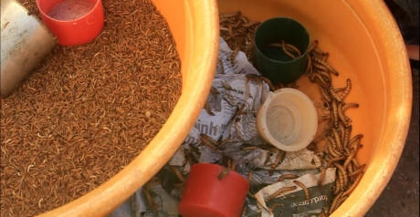 Sâu to hơn cũng không đổi giá, vẫn là 5.000 đồng/lon nhỏ.