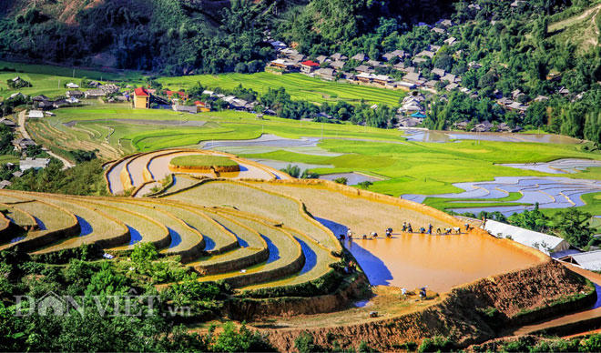 Ruộng bậc thang Mù Cang Chải đã được công nhận xếp hạng danh thắng cấp quốc gia, là điểm đến hấp dẫn. (Ảnh: Dân Việt)