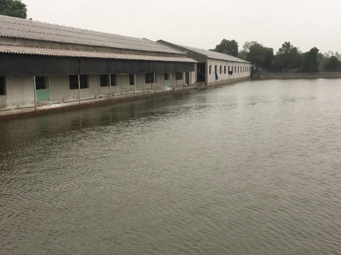 Khu trang trại gà, ao cá của ông Xá rộng ra giữa kênh Đình Đào.