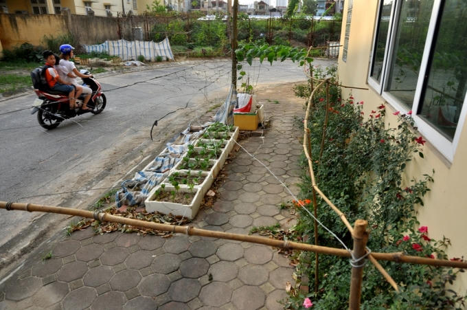 Một đoạn vỉa hè được tận dụng để bắc giàn bí.