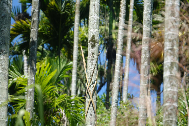 Cột chông quanh thân cau.