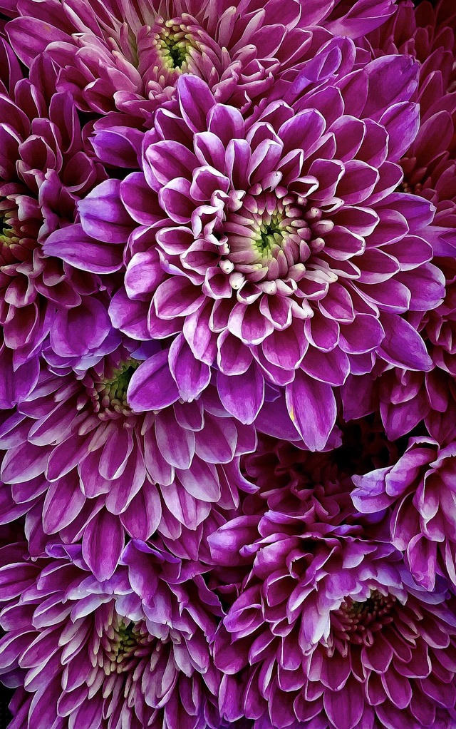 Bức “Vẻ đẹp cúc thược dược tím” - Tác giả @rodolfoclautier (El Salvador)