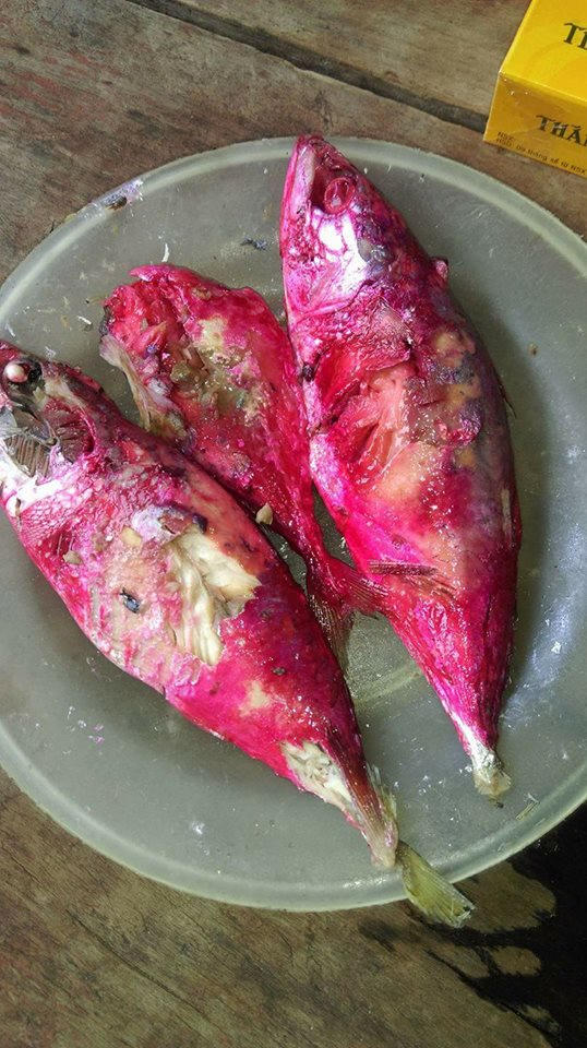 Trước thông tin người dân mua cá về kho, thấy đổi màu đỏ bất thường, cơ quan chức năng huyện Nghi Xuân (Hà Tĩnh) đã lấy mẫu gửi Trung tâm Y tế dự phòng (TTYTDP) tỉnh để kiểm tra, xác định nguyên nhân.