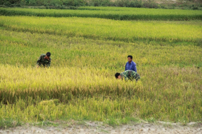 Nhiều ruộng lúa mặc dù vẫn còn chưa chín tới nhưng Bộ đội vẫn giúp dân thu hoạch sớm để tránh mất trắng trước khi siêu bão Sarika tràn về.