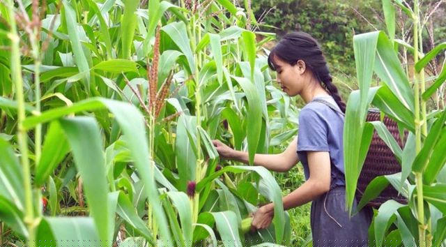Một ngày của cô thường bắt đầu từ 5 giờ sáng, sau khi nấu ăn sáng, Tâm An dành thời gian đọc sách, uống trà, có thời gian rảnh cô làm vườn, đi suối, đi rừng hoặc đi nương giúp hàng xóm, chơi cùng lũ nhỏ trong bản.