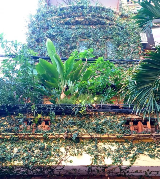 Tổng diện tích khu vườn sân thượng của anh Chính là 72m2, trong đó khu vực phía trước nhà anh thiết kế giàn trồng nho, khoảng sân phía sau được anh trồng hoa hồng và các loại cây ăn trái.