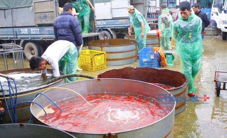 Dù chưa chính thức đến ngày tiễn ông Công, ông Táo về trời nhưng rất đông tiểu thương, người mua buôn, khách mua lẻ đã đổ về chợ cá Yên Sở để lấy hàng đưa đi khắp các quận, huyện nội thành Hà Nội bán phục vụ người dân.