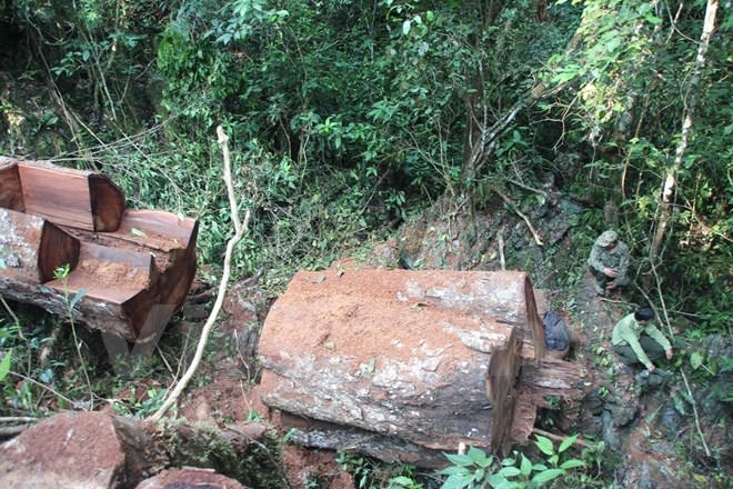 Những kh&uacute;c gỗ nghiến c&ograve;n s&oacute;t lại. (Ảnh: H.V/Vietnam+)