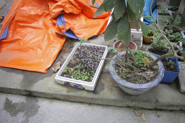 Hạt giống được đối tượng mua từ nước ngoài về rồi đem ươm.