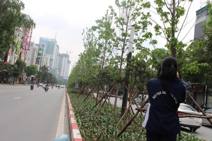 Hàng cây phong xanh tốt, thu hút bạn trẻ đến ngắm nhìn, chụp ảnh trên đường Trần Duy Hưng.
