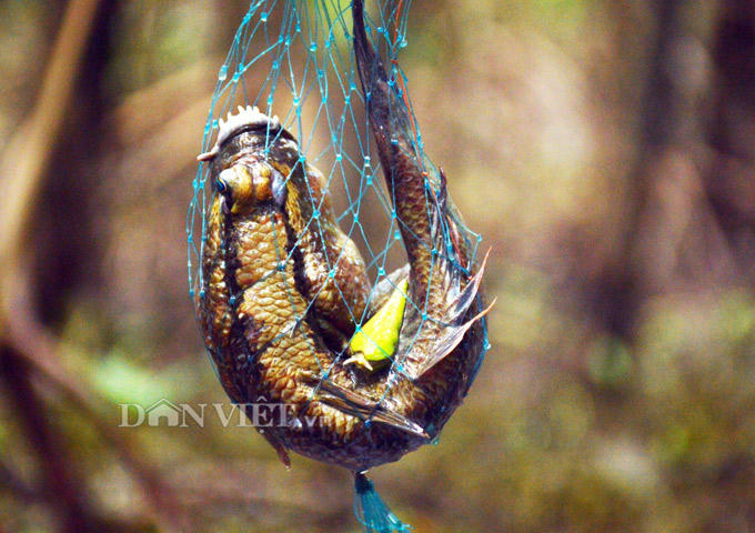 Cá thòi lòi được bắt bằng xà di ở rừng ngập mặn Cà Mau. Ảnh: Chúc Ly.