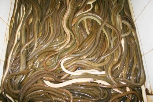 Cá nhệch rất khỏe và có hình dáng bề ngoài gần giống lươn.