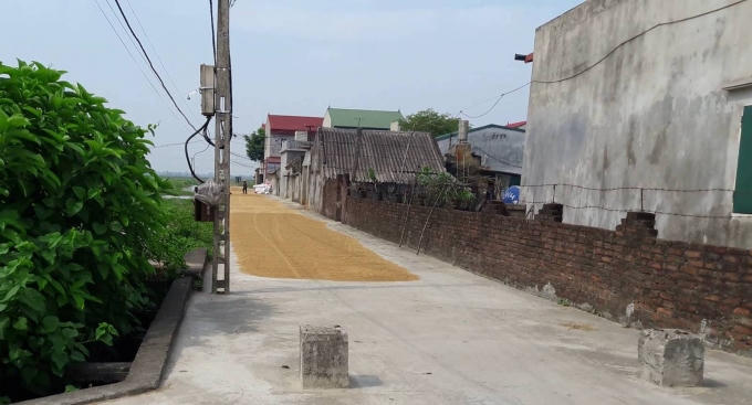 Nhiều con ngõ cũng được bà con tận dụng để phơi thóc lúa.