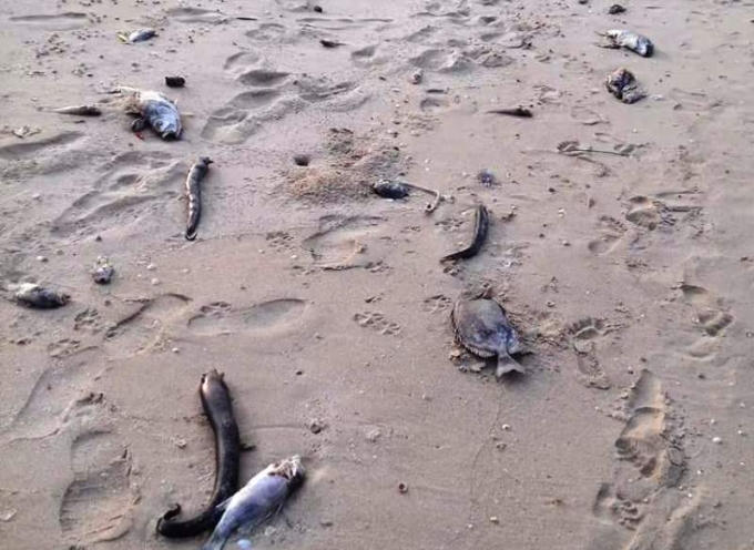 Cá chết nằm rải rác khắp bãi biển Kỳ Anh, đang là nguy cơ phát tán bệnh rất nguy hiểm.
