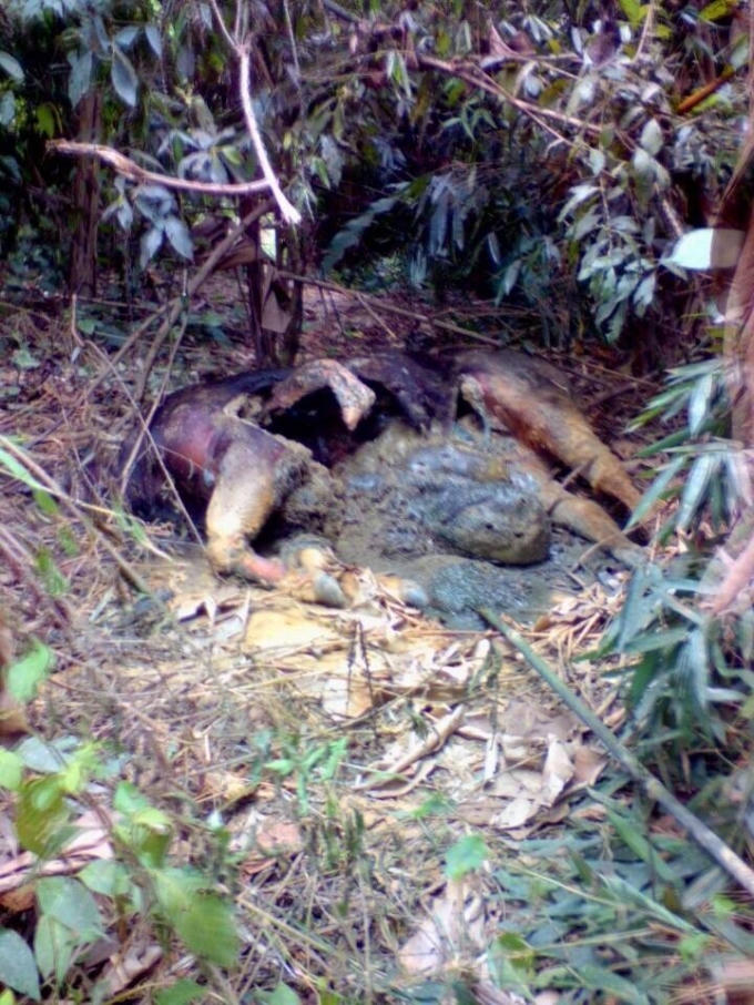 Xác con bò tót được phát hiện trong quá trình phân hủy, có trọng lượng khoảng 1 tấn.