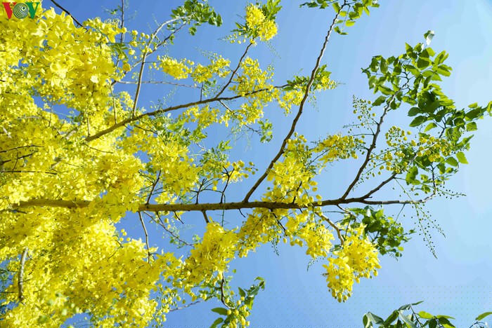 Ngắm Muồng Hoàng Yến rực vàng trên mảnh đất Điện Biên - Hình 4
