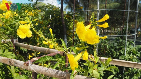 Hoa trên đảo Trường Sa.