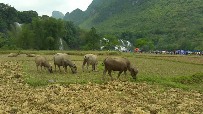 ... Xa xa đàn trâu gặm cỏ trên đồng, phần nào làm du khách gợi nhớ đến tuổi thơ xưa.