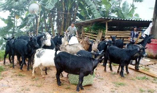Nhờ tận dụng vùng đồi núi đá để nuôi dê, anh Triệu Văn Dắt (dân tộc Dao đỏ) đã vươn lên thoát nghèo và làm giàu.