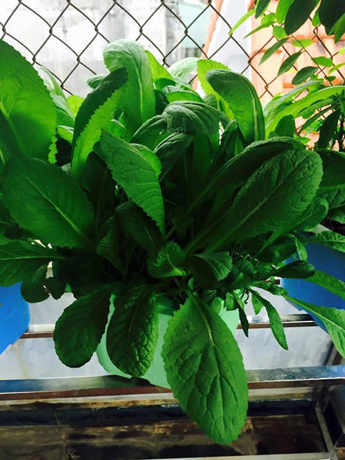 Một khóm rau cải xanh tốt, mơn mởn lá non