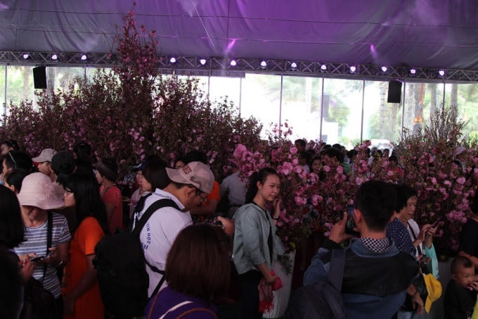 Lễ hội hoa anh đào năm nay được chia ra làm hai khu vực gồm khu trưng bày hoa ngoài trời và  khu trong nhà với nhiệt độ mát mẻ, để bảo quản hoa luôn tươi.