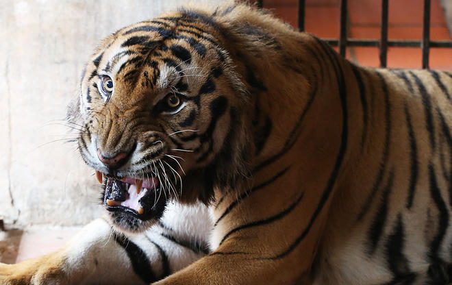 Beo được cảnh sát môi trường bàn giao cho Trung tâm cứu hộ động vật hoang dã Sóc Sơn (Hà Nội) từ năm 2008. Khi đó nó nặng khoảng 50 kg, sức khỏe tốt.