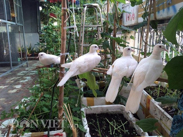 Không chỉ nuôi gà, chị Hạnh cũng nuôi thêm cả bốn chú bồ câu.