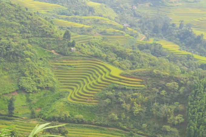 Chùm ảnh: Hoàng Su Phì vào mùa cá chép ruộng